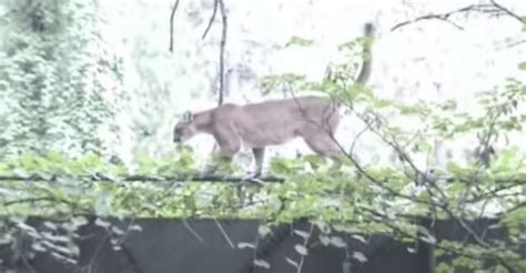 Watch A Mountain Lion In A Standoff With Coyotes In Yosemite Active