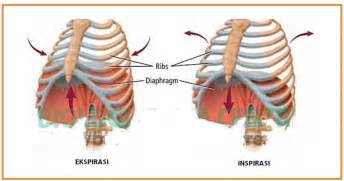 Lengkap tentang sistem pernapasan manusia organ meliputi sistem pernafasan, fungsinya dan cara kerja serta proses pernapasan pada manusia secara lengkap. MEKANISME BERNAFAS | Beriman,Berilmu,Berakal