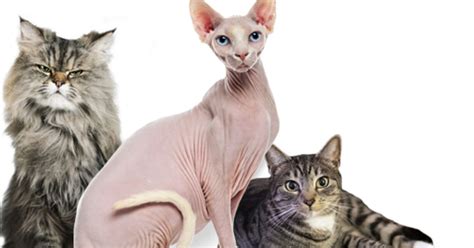 Uk Cervical Cancer Awareness Ad Asks For Cat Pics That Look Like Pubic Hair Huffpost Life
