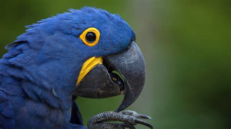 Macaw San Diego Zoo Animals And Plants
