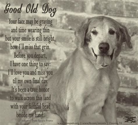 Dog Poems Dog Quotes Old Dogs