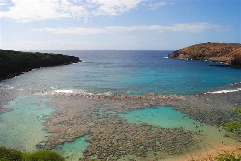 The Story Behind Hawaiis State Fish