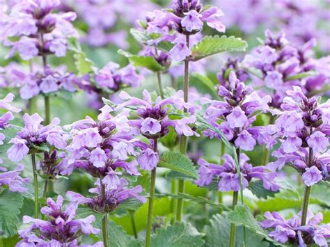 Catmint Plant Tips For Care Of Catmint