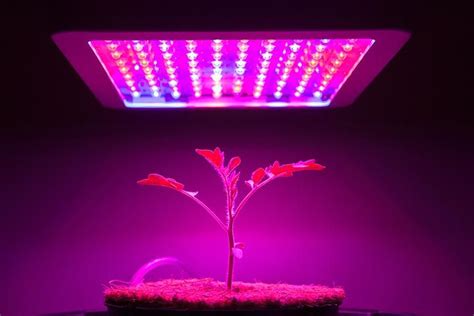 Check spelling or type a new query. 15 Best LED Grow Lights for 2021 - Reviews based on Lifespan