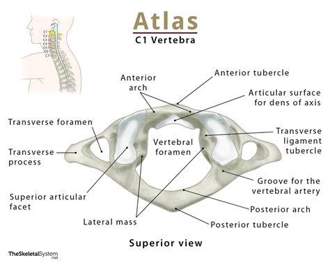 Atlas C1 Vertebra Anatomy Functions And Labeled Diagram