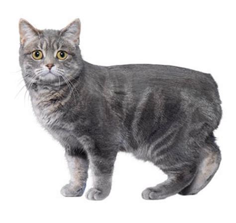 Manx Cat Breed Information Personality Traits And Common Health Issues