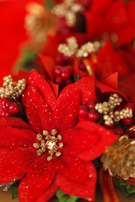 Christmas Flowers Sale 2023 New Perfect Awesome List Of Christmas