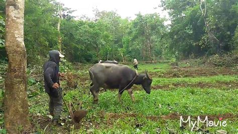 Plowing Using Carabao To Farm In The Philippines Youtube