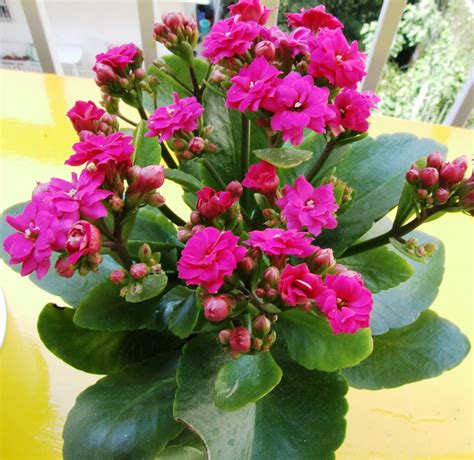Kalanchoe Plant Care And Maintenance Indoor And Outdoor