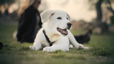 Browse our reputable breeders in pa, ohio, and indiana. Great Pyrenees-Lab Mix Relaxes at the Park | The Daily ...