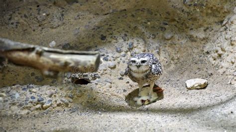 Burrowing Owl Eating Un Topo Immagine Stock Immagine Di Uccello Gufo
