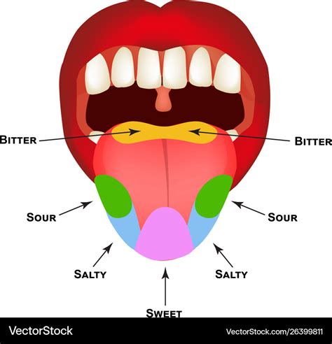 Diagram Diagram Of Tongue And Taste Mydiagram Online