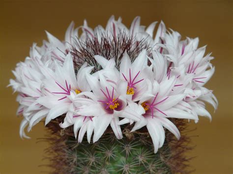 Free Download Hd Wallpaper Flowers Cactus White Bloom