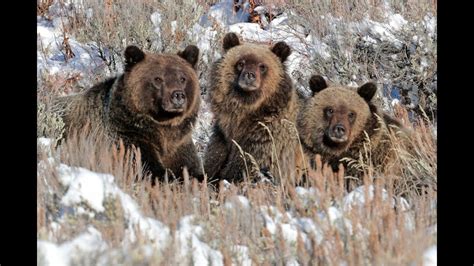 Wildlife Photography Grizzly Bear 399 And Cubs In 4k Jackson Hole