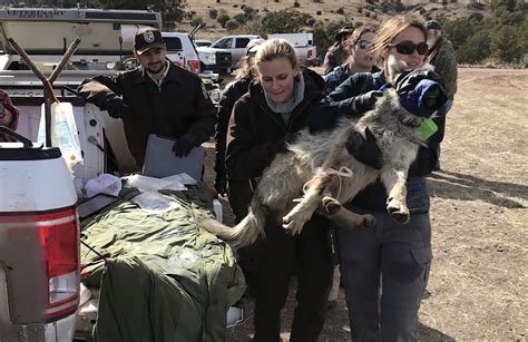 Rough Start To The Year For Mexican Gray Wolves Cattle Ap News