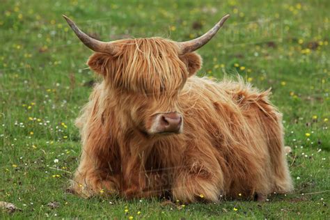 Highland Cattle Near Kilmaluag Isle Of Skye Scotland Stock Photo