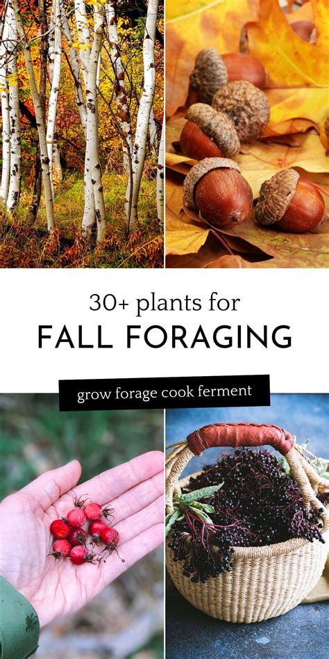 Wild Food Foraging Foraging Recipes Food Forest Garden Succulent