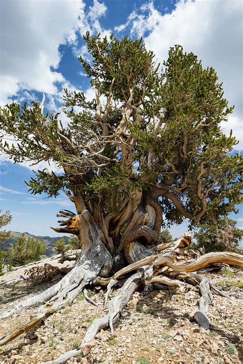 Ancient Bristlecone Pine Forest Photograph By Panoramic Images