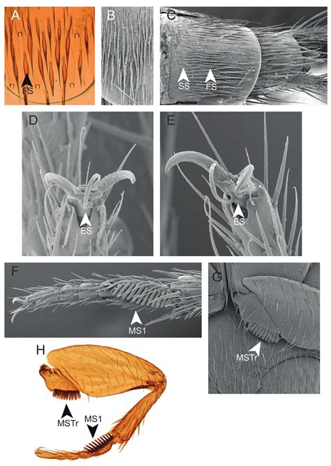 Morphology Of Amazonothops Aslaki Gen Et Sp Nov A Tergite Vii B