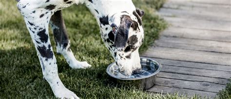 Cum Se Tratează Problemele Urinare La Câini Royal Canin