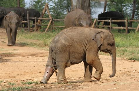 Mosha Becomes First Elephant To Receive Prosthetic Leg After Stepping