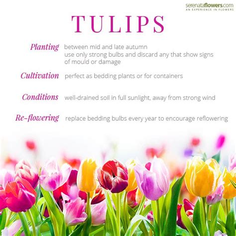 Interesting Facts And Meaning Of Tulips Pollen Nation Tulips