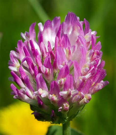 Different Types Of Clover