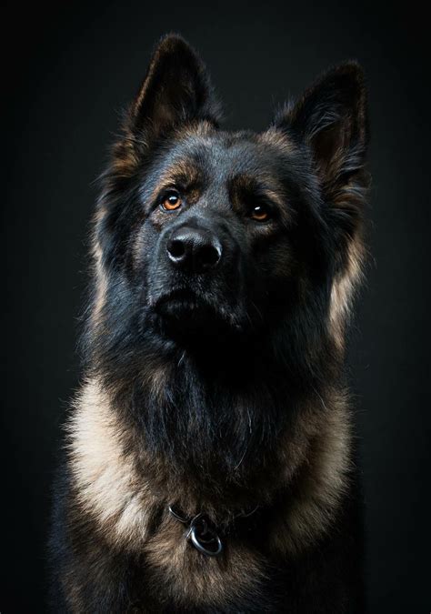 German Shepherds Are Among The Most Constant Pet Types To Make The