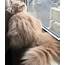 Meet Bell The Adorable Cat That Has A Majestic Fluffy Tail Just Like 