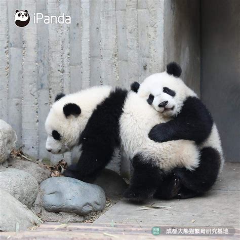 Apanda Love Cute Animals Images Animals And Pets Panda Love