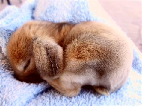 Pin By Laila On Bunnies Cutest Bunny Ever Cute Animals Cute Baby