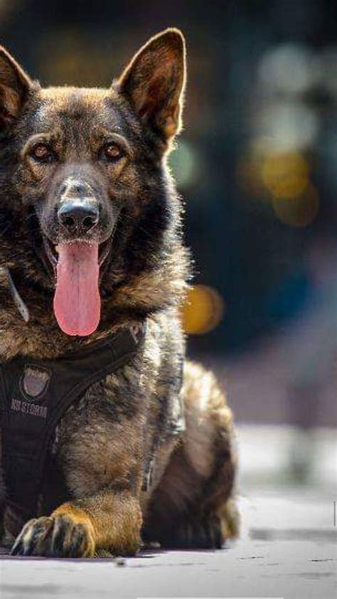 1920x1080px 1080p Free Download Police K9 Dog Cop Hd Phone