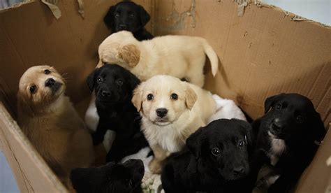 Animal Charity Bans People From Adopting Puppies Until