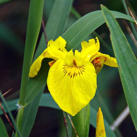 Yellow Flag Iris Iris Pseudacorus Wild Wales Seeds