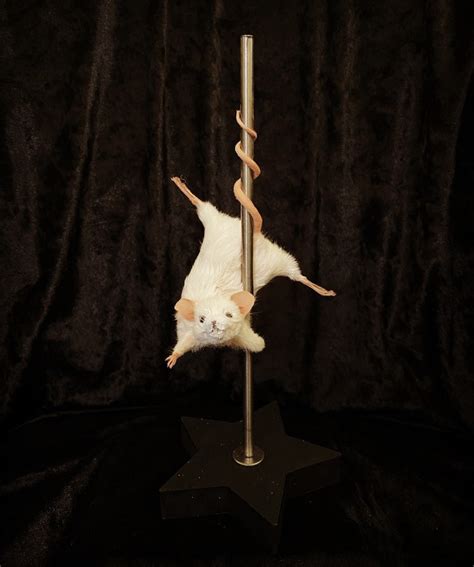 Taxidermy Mouse Burlesque Stripper Ethical Taxidermy Creepy Art Dark