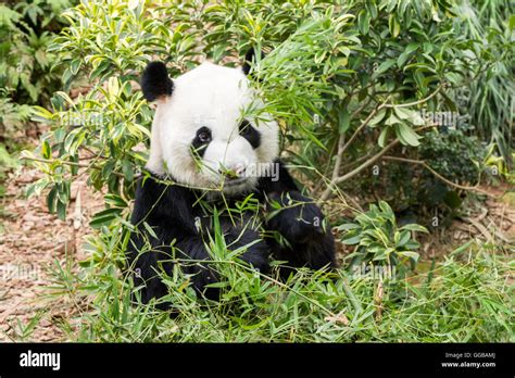 Panda Bear Eating Bamboo Tree Seen In Singapore Stock Photo Alamy