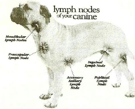 Canine Lymph Nodes Vet Medicine Vet Tech School Vet Tech Student