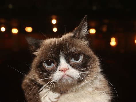 Grumpy Cat Dies At Seven After Becoming Internet Sensation Bloomberg