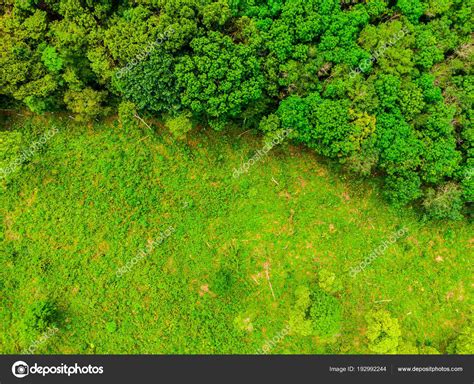 Aerial View Of Forest Beautiful Aerial View Of Nature Trees In The