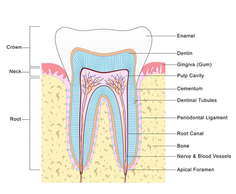 all about root canals vacendak dentistry