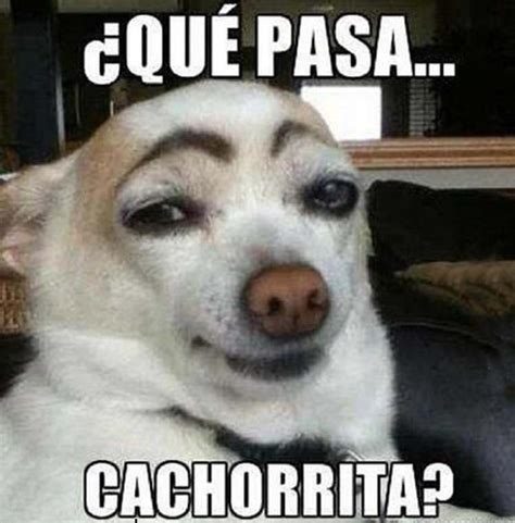 Las Mejores 129 Memes De Perros Y Gatos Graciosos Armadyne Mx