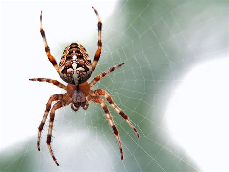 Is A Spider An Insect Differences Between Spiders And Insects