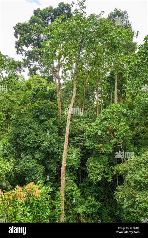 Canopy Emergent And Understory Layers Of A Rainforest Stock Photo Alamy