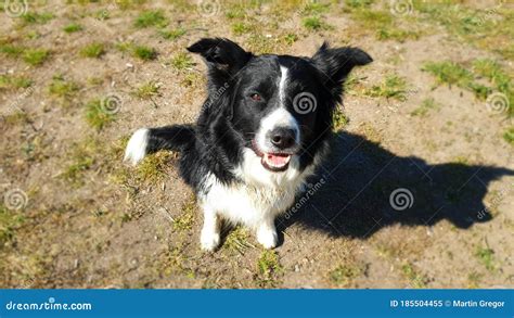 Border Collie Face In Sun Stock Image Image Of Collie 185504455