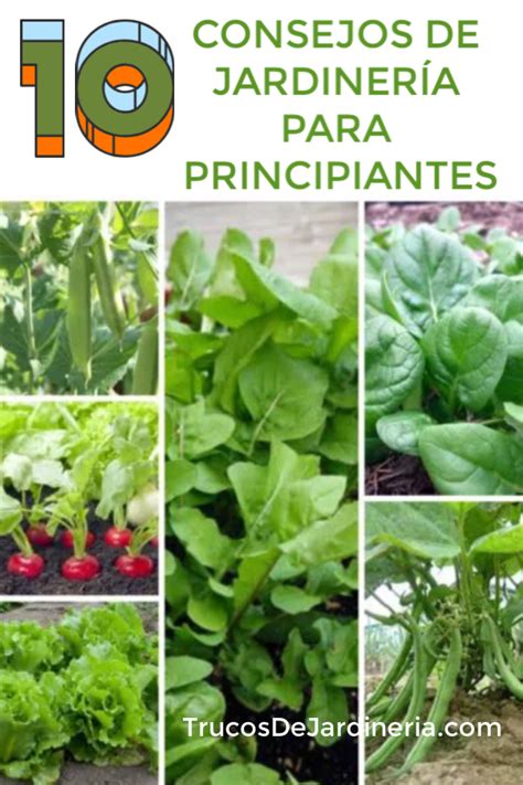 10 Consejos De Jardinería Para Vegetales Que Necesitas Saber Ahora