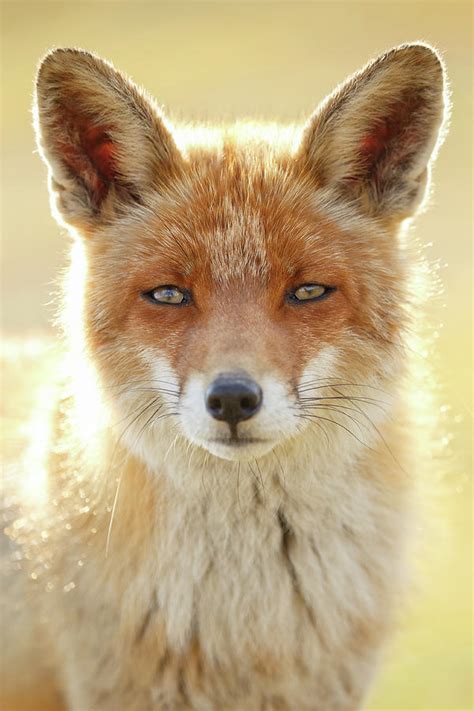 Foxy Faces Series Serious Fox Photograph By Roeselien Raimond Fine
