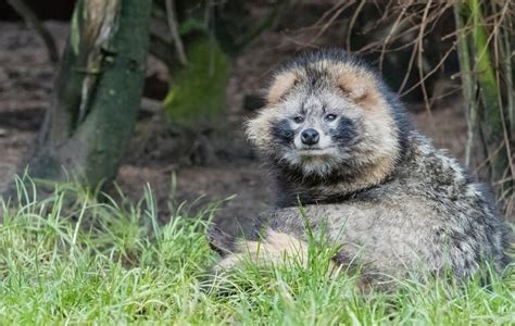 13 Astounding Facts You Didnt Know About Raccoon Dogs