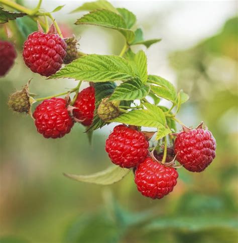 Thornless Varieties Of Raspberries Hunker