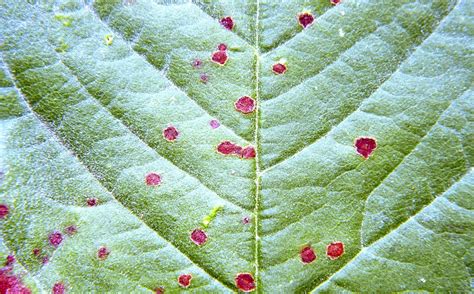 Sweet, sour, and ornamental cherries are susceptible to the disease, being most prevalent in sour cherries. Cherry (including sour) | Diseases and Pests, Description ...