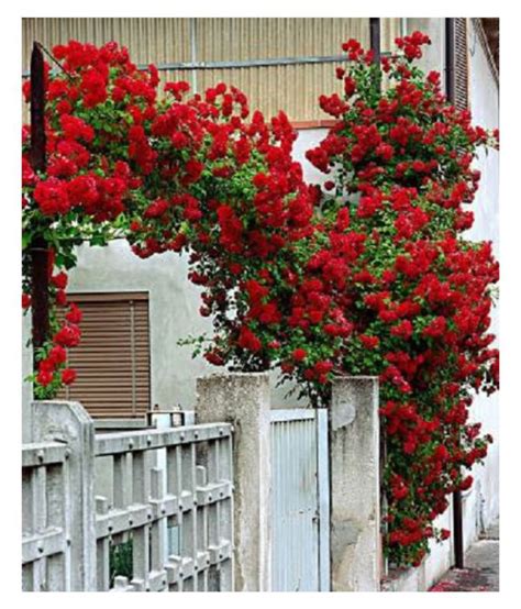 Red Climbing Rose Plant Seed 20 Per Packet Buy Red Climbing Rose